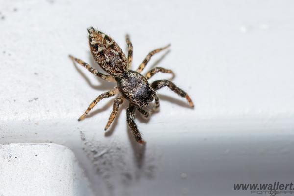 Fencepost jumper, male(Murhoppspindel, hane)