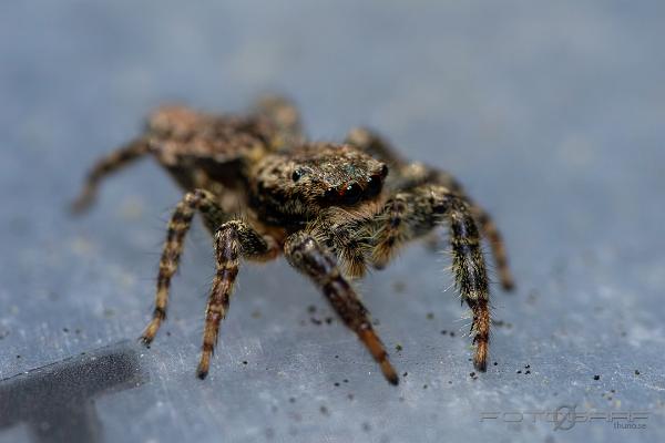 Fencepost jumper (Murhoppspindel) Female