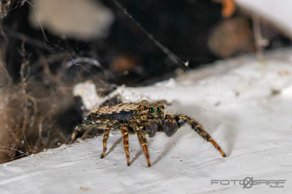 Fencepost jumper (Murhoppspindel) Male