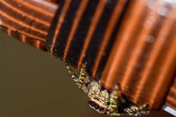 Fencepost jumper (Murhoppspindel) Female