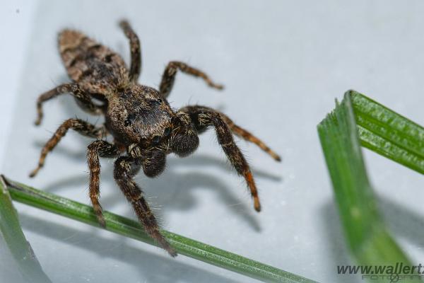 Fencepost jumper, male(Murhoppspindel, hane)