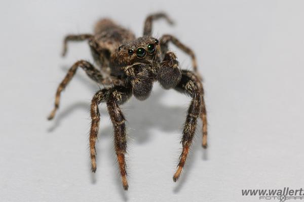 Fencepost jumper, male(Murhoppspindel, hane)