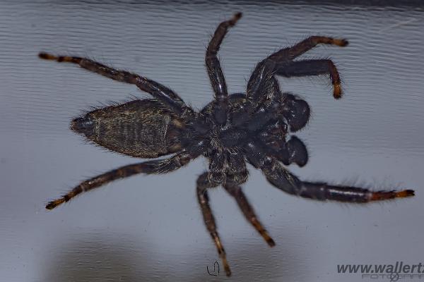 Fencepost jumper, male(Murhoppspindel, hane)