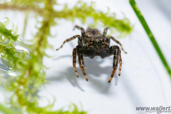 Fencepost jumper, male(Murhoppspindel, hane)