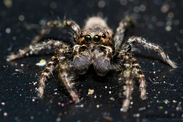 Fencepost jumper, male(Murhoppspindel, hane)