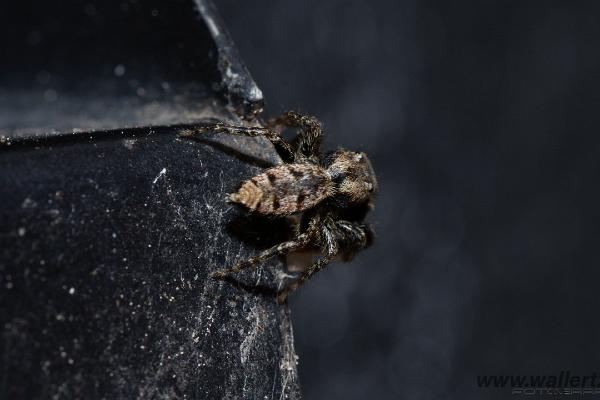 Fencepost jumper, male(Murhoppspindel, hane)