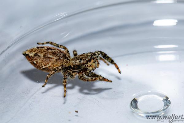 Fencepost jumper, female(Murhoppspindel, hona)