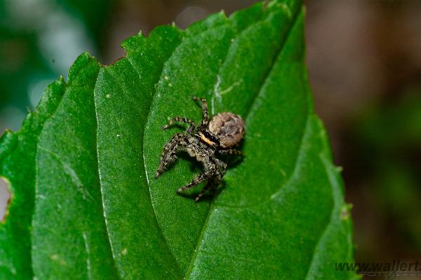 Fencepost jumper, female(Murhoppspindel, hona)