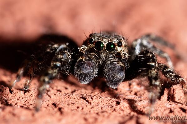 Fencepost jumper, male(Murhoppspindel, hane)