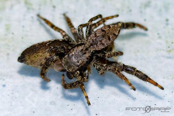 Fencepost jumper (Murhoppspindel) Female and Male