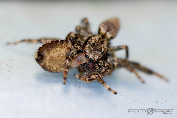 Fencepost jumper (Murhoppspindel) Female and Male