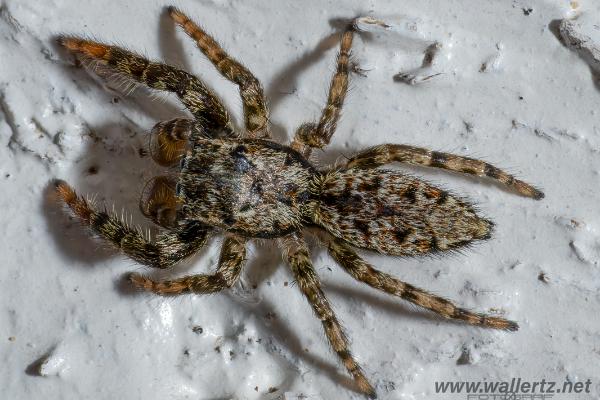 Fencepost jumper (Murhoppspindel) male