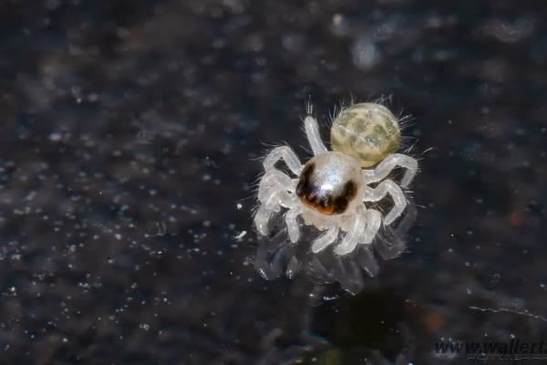 Fencepost jumper (Murhoppspindel) male