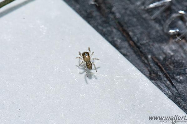 Fencepost jumper (Murhoppspindel) male