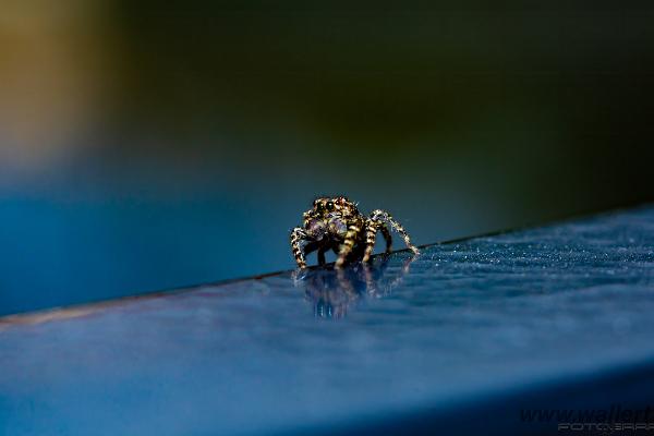 Fencepost jumper (Murhoppspindel) male