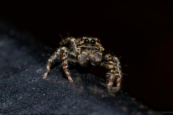 Fencepost jumper (Murhoppspindel) male