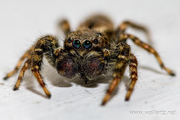 Fencepost jumper (Murhoppspindel) Male