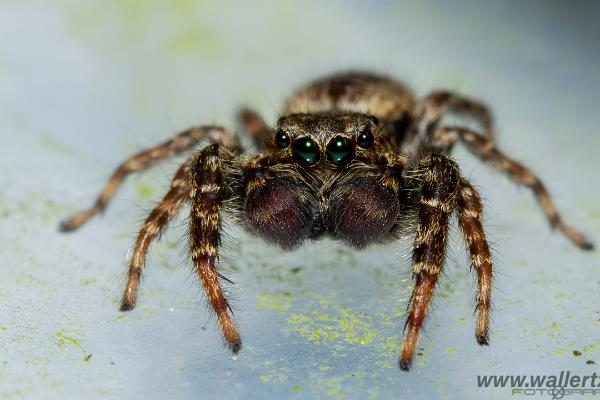 Fencepost jumper (Murhoppspindel) male