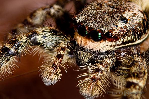 Fencepost jumping spider (Murhoppspindel) Female