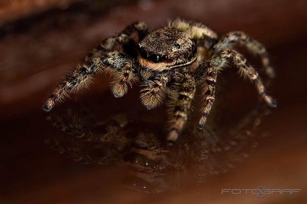 Fencepost jumping spider (Murhoppspindel) Female