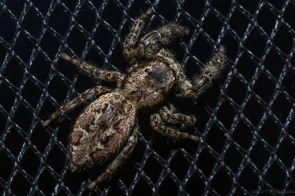 Fencepost jumping spider (Murhoppspindel) Female