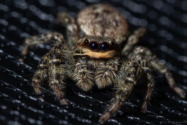 Fencepost jumping spider (Murhoppspindel) Female. Svenskt rekord, 13mm