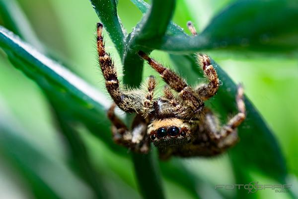 Fencepost jumping spider (Murhoppspindel) Female