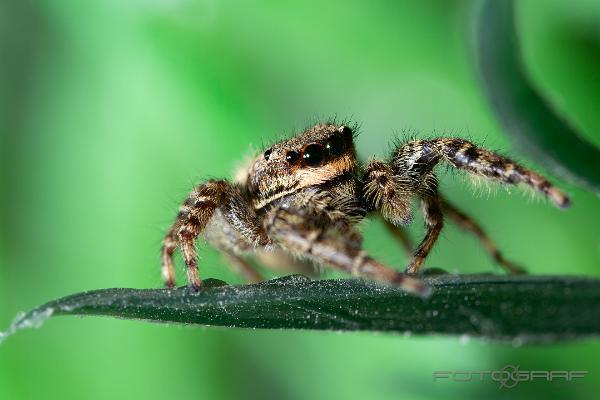 Fencepost jumping spider (Murhoppspindel) Female