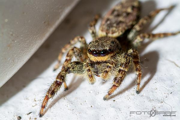 Fencepost jumping spider (Murhoppspindel) Female