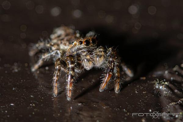 Fencepost jumping spider (Murhoppspindel)