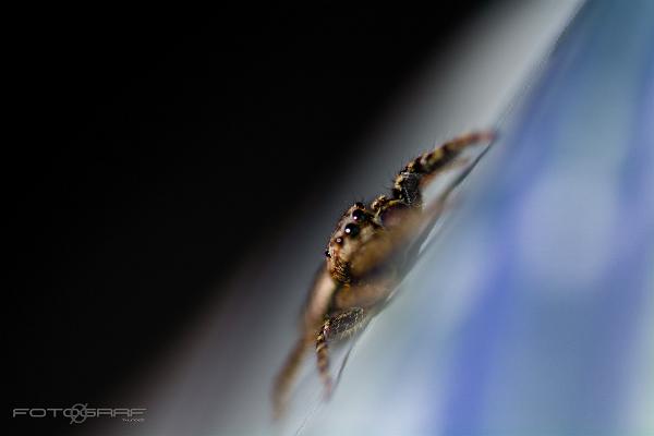 Fencepost jumper (Murhoppspindel) Male