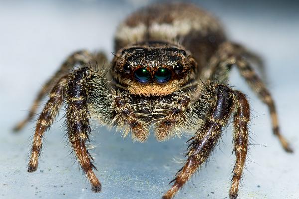 Fencepost jumper (Murhoppspindel) Female