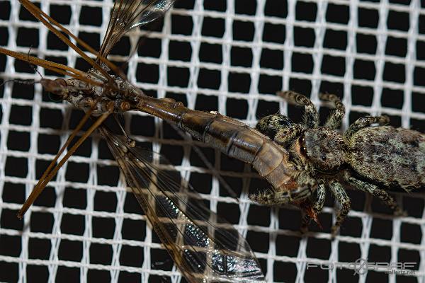 Fencepost jumping spider (Murhoppspindel) Female