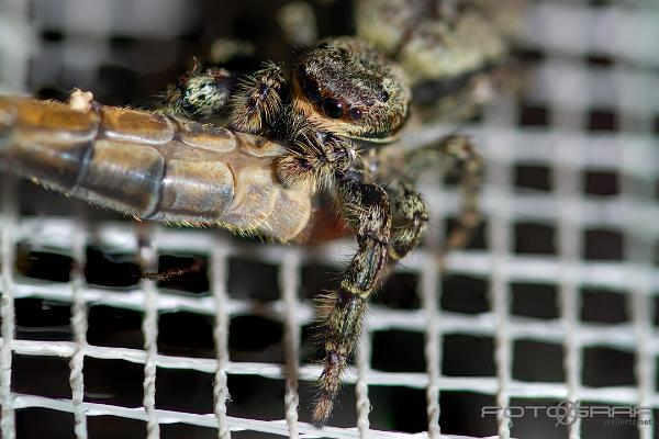 Fencepost jumping spider (Murhoppspindel) Female