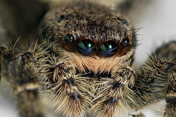 Fencepost jumping spider (Murhoppspindel) Female