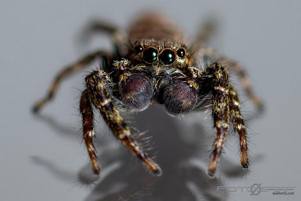 Fencepost jumper, male(Murhoppspindel, hane)