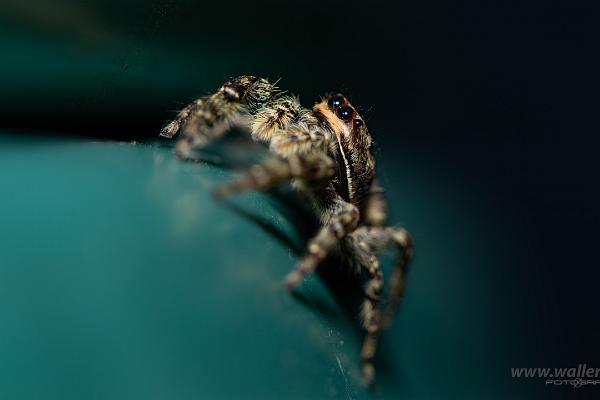 Fencepost jumper Female(Murhoppspindel) Hona