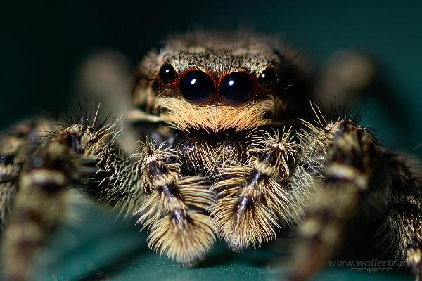 Fencepost jumper Female(Murhoppspindel) Hona