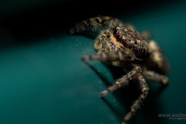 Fencepost jumper Female(Murhoppspindel) Hona