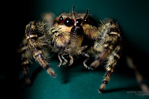 Fencepost jumper Female(Murhoppspindel) Hona