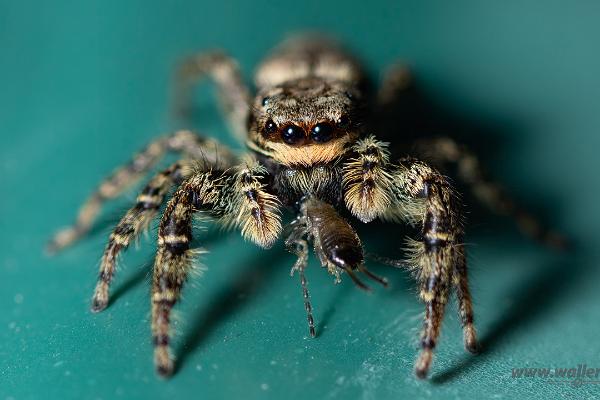 Fencepost jumper Female(Murhoppspindel) Hona