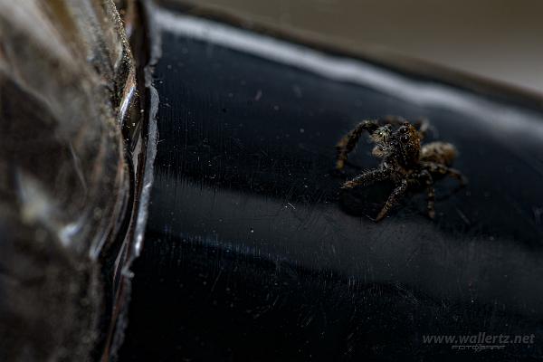 Fencepost jumper (Murhoppspindel) Hey Google. Turn on the light, I need flies