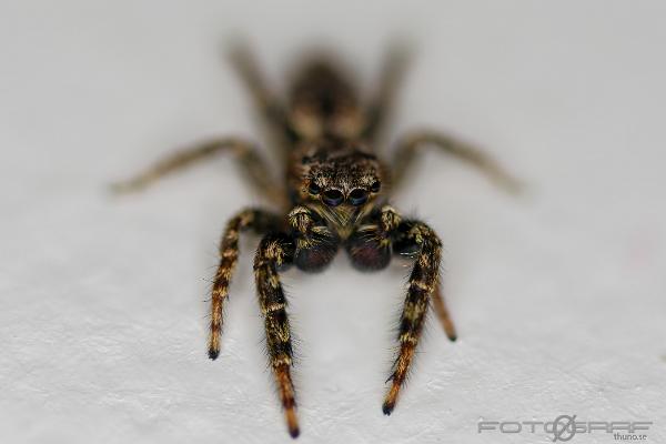 Fencepost jumper (Murhoppspindel) Male