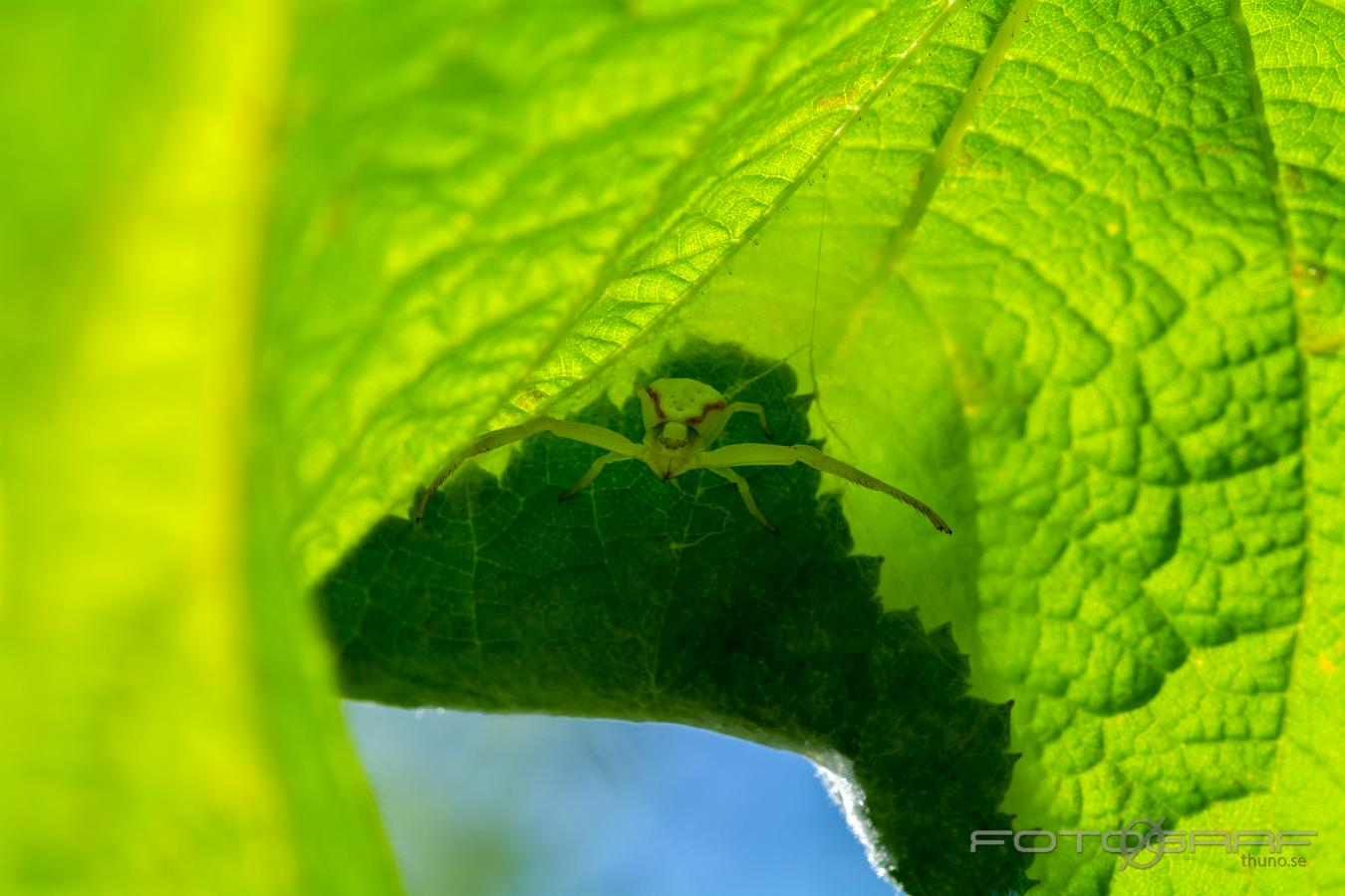 Goldenrod crab spider or Flower (crab) spider (Blomkrabbspindel) Misumena vatia