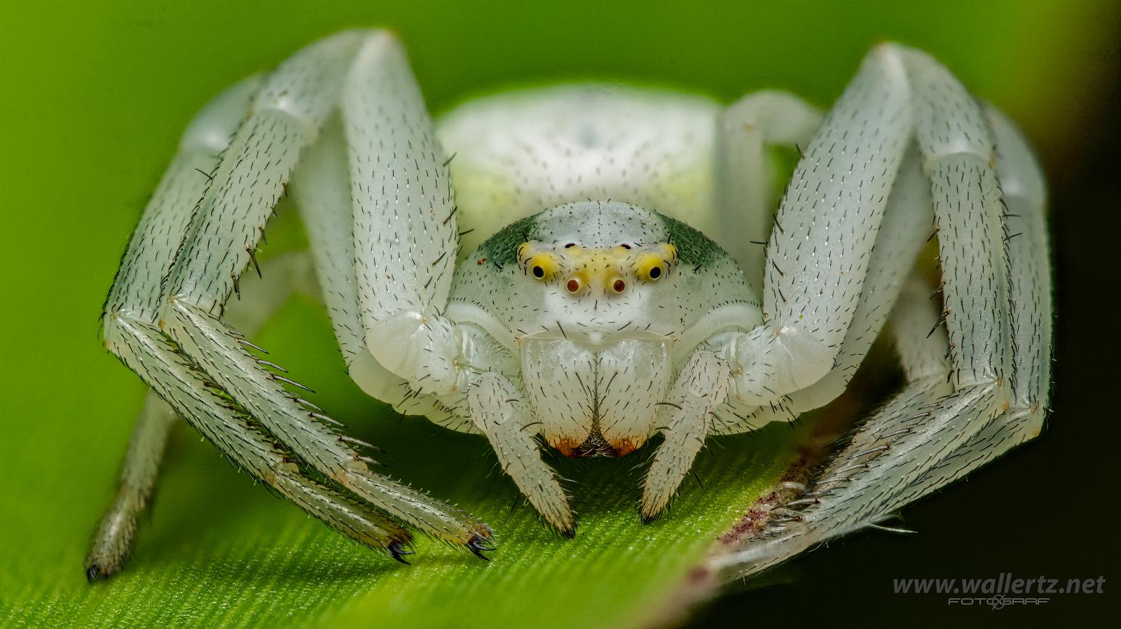 Goldenrod crab spider or Flower (crab) spider (Blomkrabbspindel) Misumena vatia