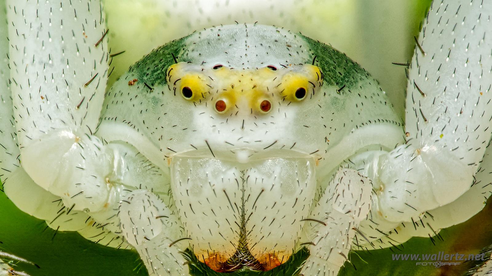 Goldenrod crab spider or Flower (crab) spider (Blomkrabbspindel) Misumena vatia