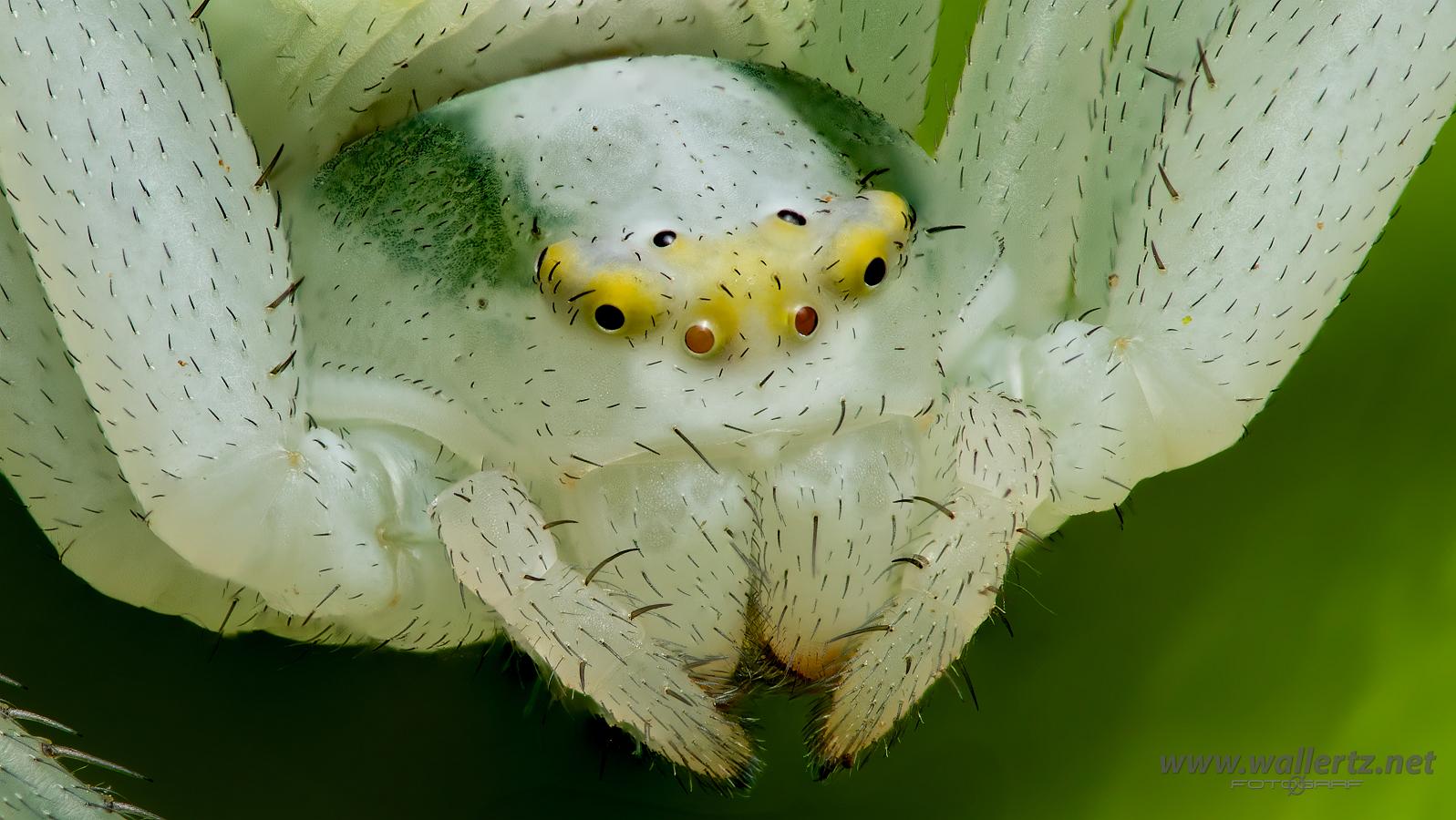 Goldenrod crab spider or Flower (crab) spider (Blomkrabbspindel) Misumena vatia