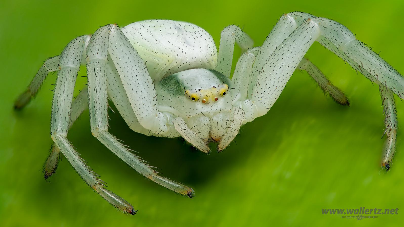 Goldenrod crab spider or Flower (crab) spider (Blomkrabbspindel) Misumena vatia