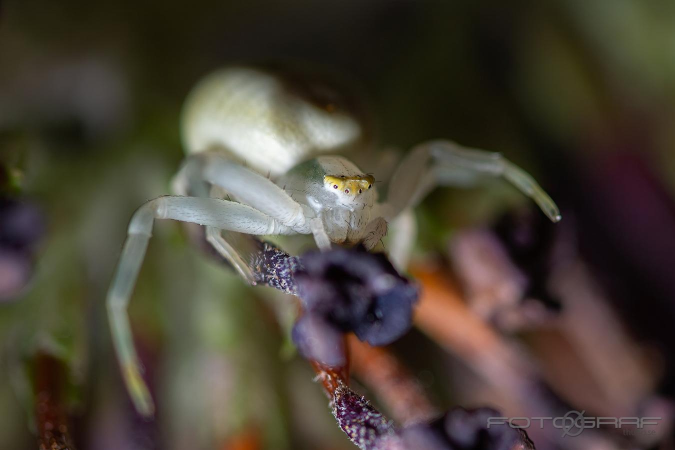 Goldenrod crab spider or Flower (crab) spider (Blomkrabbspindel) Misumena vatia