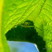 Goldenrod crab spider or Flower (crab) spider (Blomkrabbspindel)